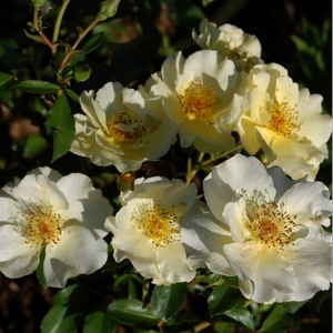 Rumena - Pokrovne vrtnice